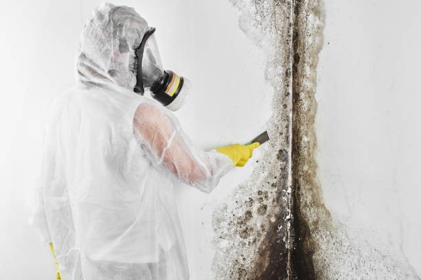 Best Mold Removal Process  in Shamokin Dam, PA