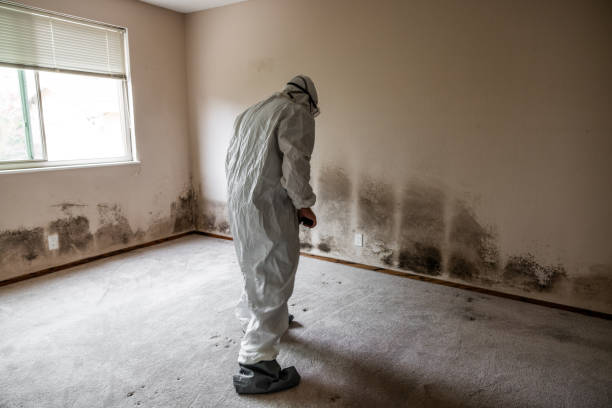 Best Toxic Mold Removal  in Shamokin Dam, PA