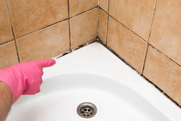 Best Black Mold Removal  in Shamokin Dam, PA